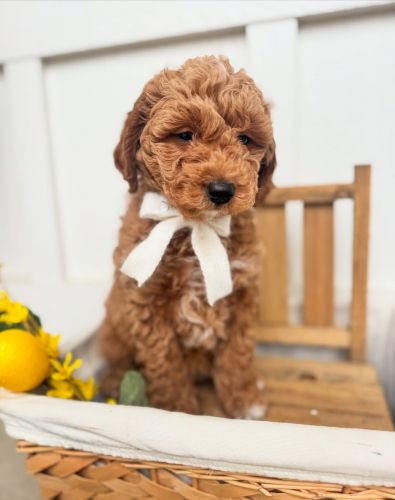 Adorable Mini Goldendoodle Puppies – 9 Weeks Old Dallas,
