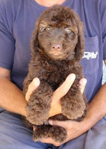 Two Golden Doodle Puppies Ready