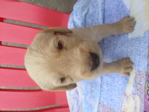 Goldendoodle Mix pups