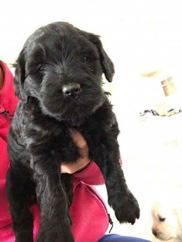 Stunning male and female Doodle puppies ready now for sale