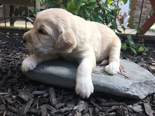 lUCKY FEMALE GOLDENDOODLE F1