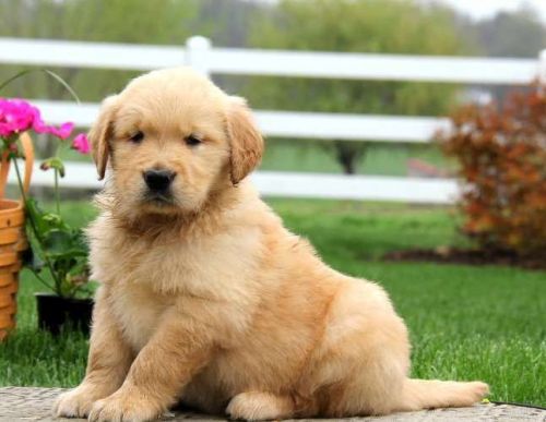 amazing goldendoodle puppies