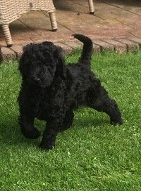 Stunning Goldendoodle Puppies Stunning