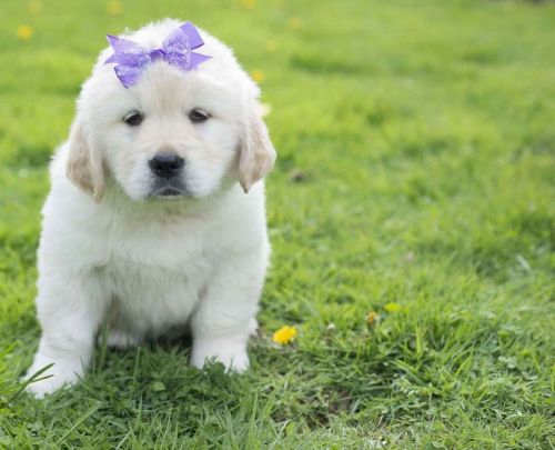 Fantastic AKC Golden doodle puppies