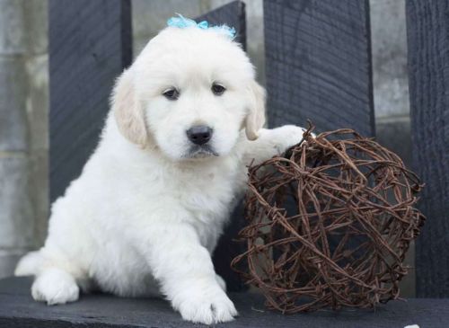 Amazing AKC Goldendoodle puppies