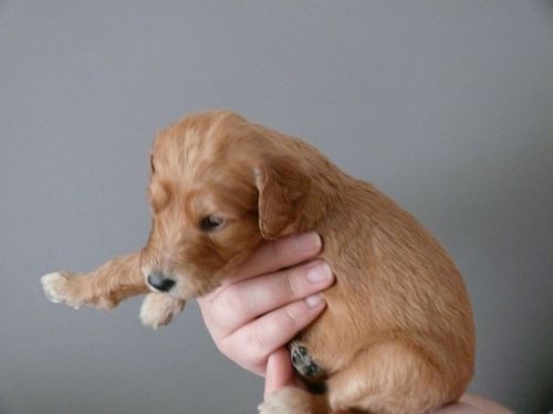 GOLDEN DOODLE Puppies (***) ***-***5