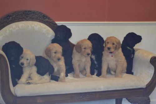 Adorable AKC Goldendoodle puppies