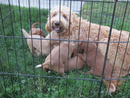 Spectacular AKC Goldendoodle puppies