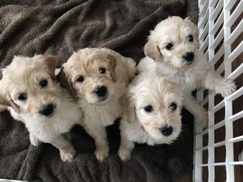 AKC Golden Doodle pupppies