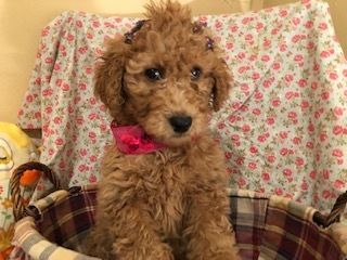 goldendoodles male female nonshedding 8wks