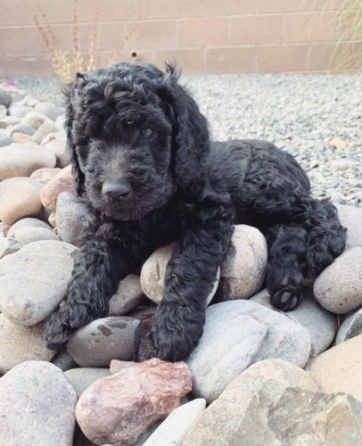 Goldendoodle Puppies F2B