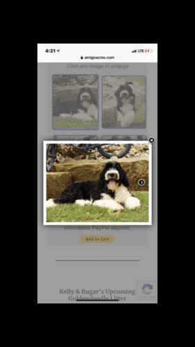 Parti F1b Goldendoodle