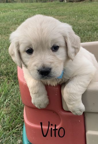 Vito ECGR - AKC Limited Registration