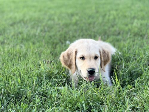 Golden Retriever Puppies for sale in Mesa, AZ, USA. price: $1,200