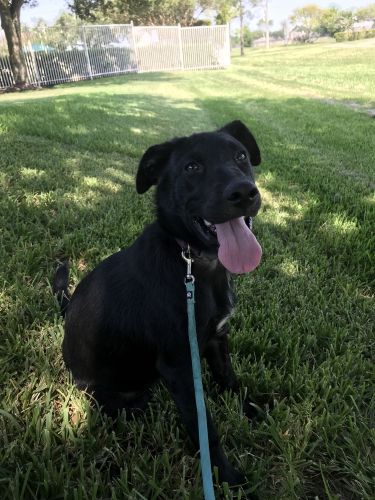 Black golden retriever