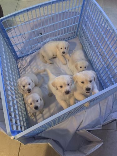 Golden Retriever Puppies for sale in Miami, FL, USA. price: $1,799