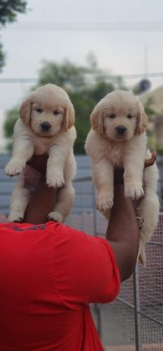 Golden Retriever Puppies for sale in Anjanapura 10th Block, Anjanapura Twp, Bengaluru, Karnataka, India. price: NA