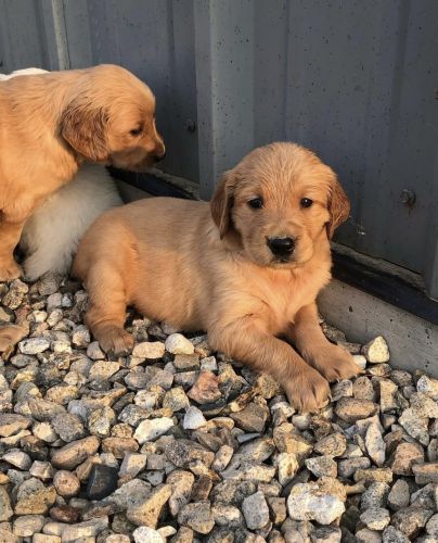 Golden Retriever Puppies for sale in New York, NY, USA. price: $500