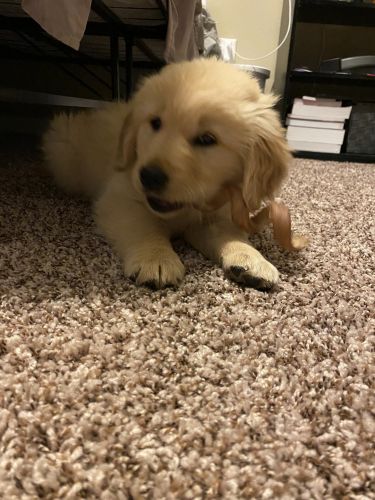 Golden Retriever Puppy