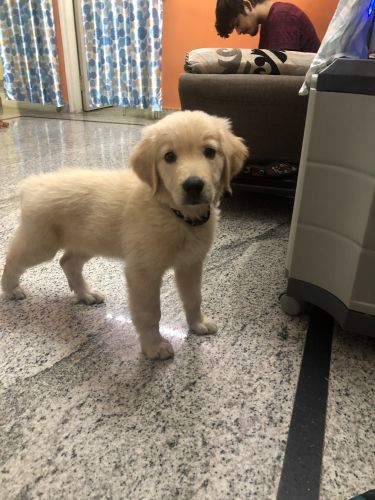 Golden Retriever Puppies for sale in New Guddadahalli, Guddadahalli, Bengaluru, Karnataka 560026, India. price: 22,000 INR