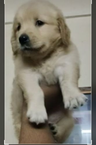 Golden Retriever Puppies for sale in Baruipur, West Bengal 700144, India. price: 20000 INR