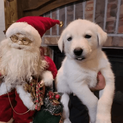 Beitiful goberian puppies