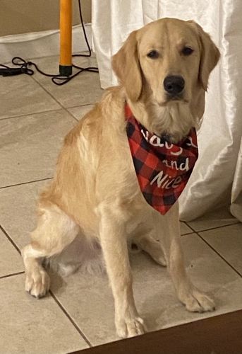 Golden retriever 18 months old