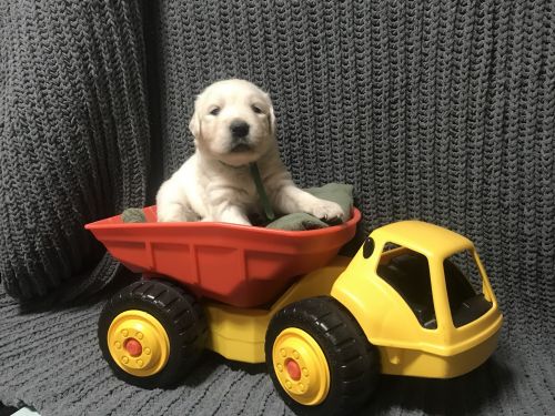 Golden Retriever Puppies for sale in Mesa, AZ, USA. price: $3,000