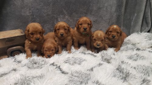 Golden retriever puppies