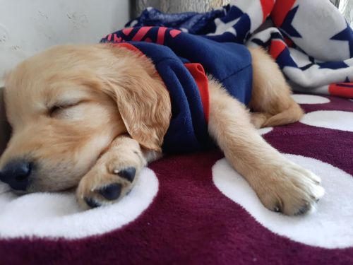 Golden Retriever Puppies for sale in Vishnu Garden, Delhi, 110018, India. price: 19,000 INR