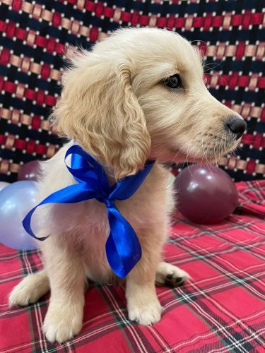 Golden Retriever Puppies for sale in Delhi, India. price: 12,000 INR