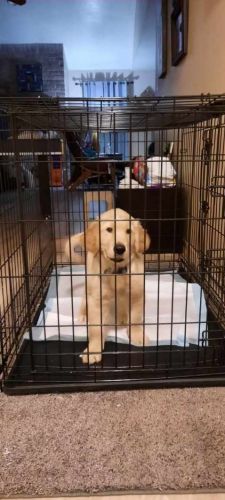 Golden Retriever Puppies for sale in Houston, TX, USA. price: $1,000