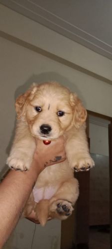 Golden Retriever Puppies for sale in Gurugram, Haryana, India. price: 18,000 INR
