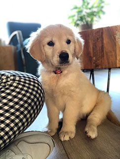 Golden Retriever Puppies for sale in Houston, TX, USA. price: $935