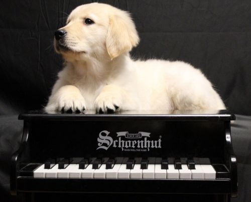 Beautiful Golden Retrievers