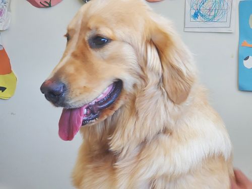 Reluctantly selling because my daughter's allergic!