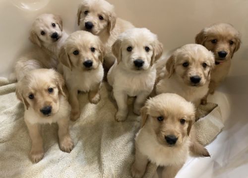 golden retriever puppies!