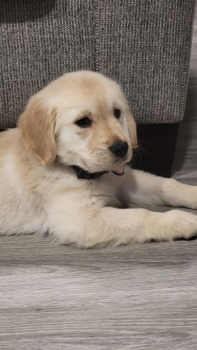Golden retriever puppy for sale