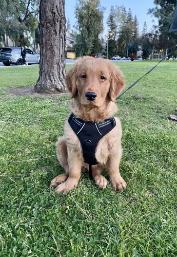 Golden Retriever Puppies for sale in Los Angeles, CA, USA. price: $2,500