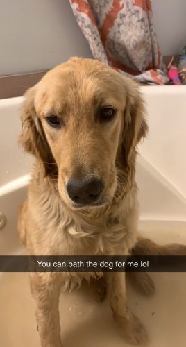 Golden puppies coming soon