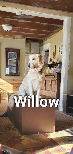 English Golden Retriever