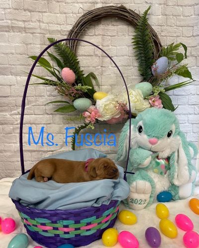 Dark Red Golden Retriever