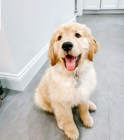 Golden Retriever Puppies for sale in New York, NY, USA. price: $500