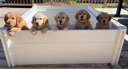 Golden Retriever Puppies for sale in Charlotte, NC, USA. price: $1,800