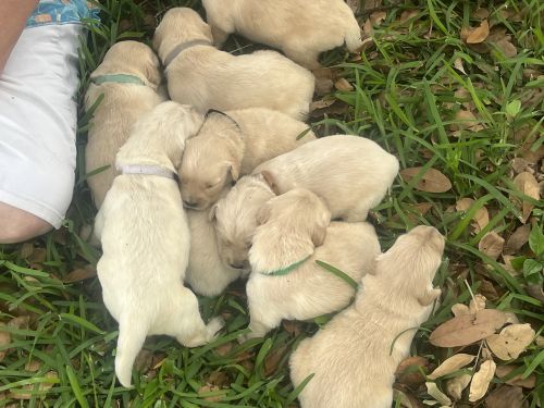 Golden retriever puppies for sale