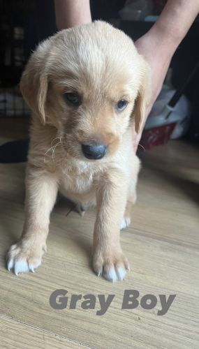 Golden Retriever Puppies