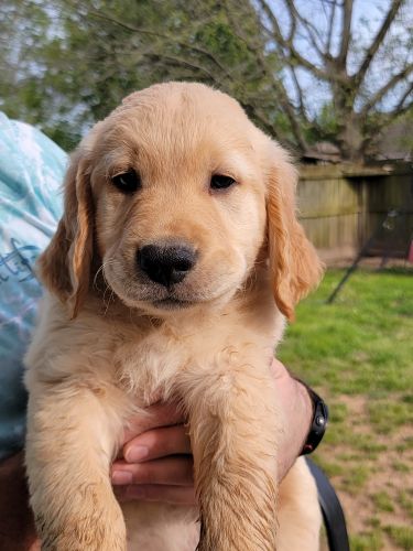 8 week golden retriever males