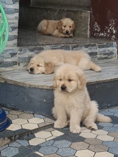 Golden Retriever Puppies for sale in Dehradun, Uttarakhand, India. price: 18,000 INR
