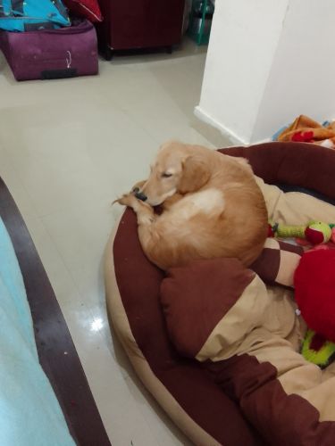 Golden Retriever Puppies for sale in Gurugram, Haryana, India. price: NA