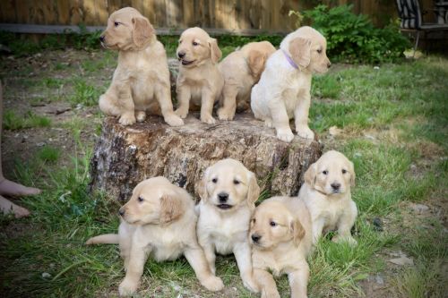 Golden Retriever Puppies for sale in Greenville, SC, USA. price: $1,500